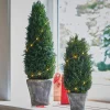 Lot de 2 cyprès Anjette