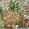 Plante décorative Delbart